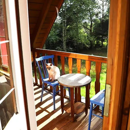 Wiedzmy - Czary Mary U Tamary - Kocia Oaza W Puszczy Bialej *