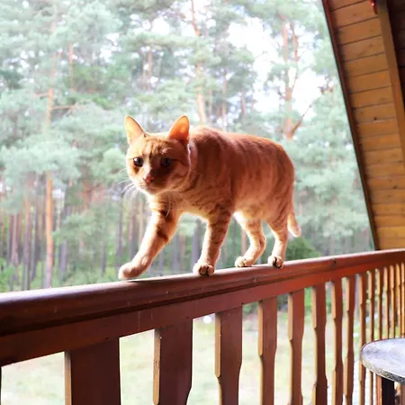 Wiedzmy - Czary Mary U Tamary - Kocia Oaza W Puszczy Bialej Villa *