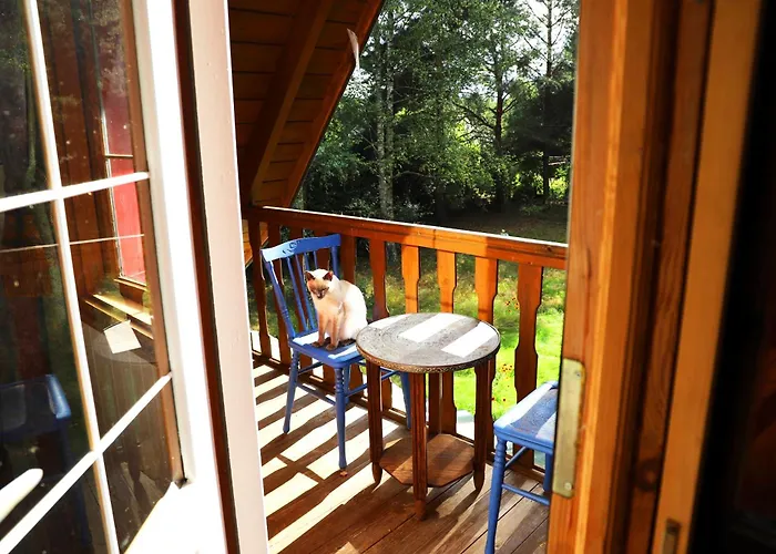 Wiedzmy - Czary Mary U Tamary - Kocia Oaza W Puszczy Bialej *