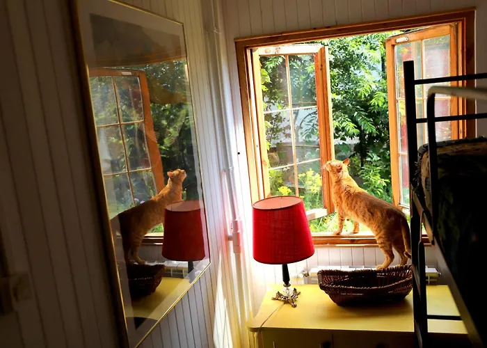 Wiedzmy - Czary Mary U Tamary - Kocia Oaza W Puszczy Bialej Vila