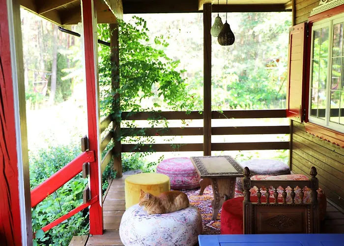 Wiedzmy - Czary Mary U Tamary - Kocia Oaza W Puszczy Bialej * Dybki