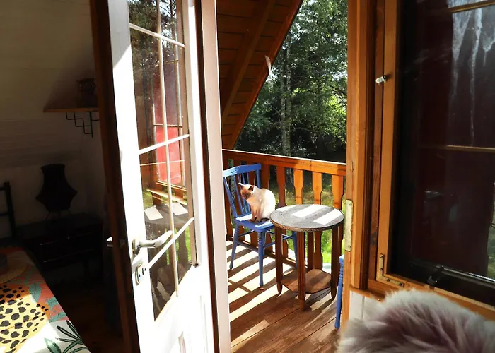 Wiedzmy - Czary Mary U Tamary - Kocia Oaza W Puszczy Bialej Vila Dybki