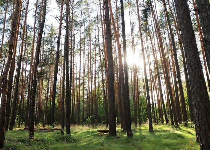 Wiedzmy - Czary Mary U Tamary - Kocia Oaza W Puszczy Bialej * Dybki